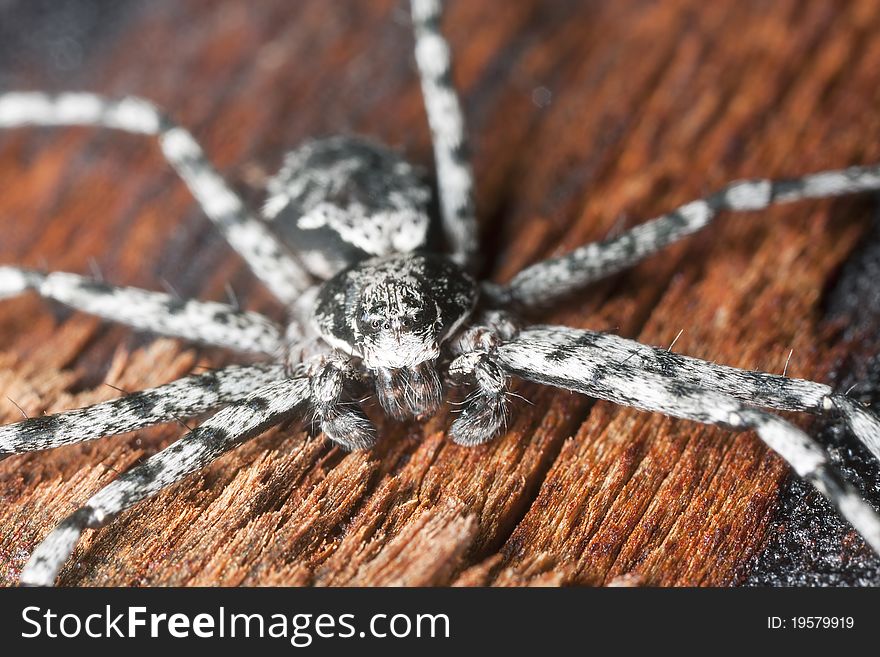 Wolf spider on burnt coal. Macro photo.