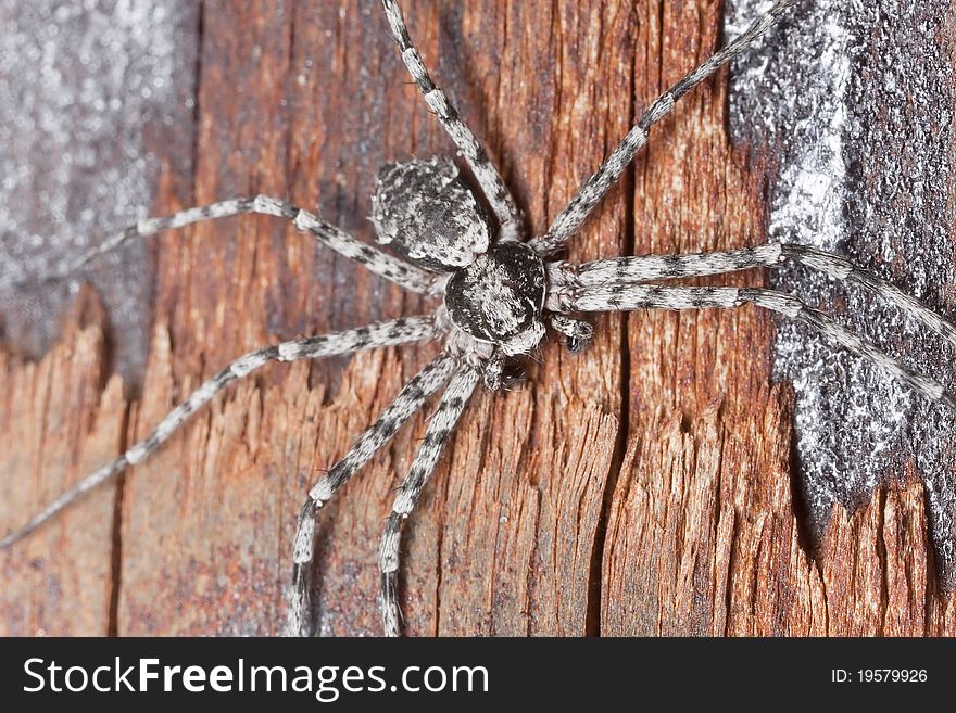 Wolf Spider On Burnt Coal