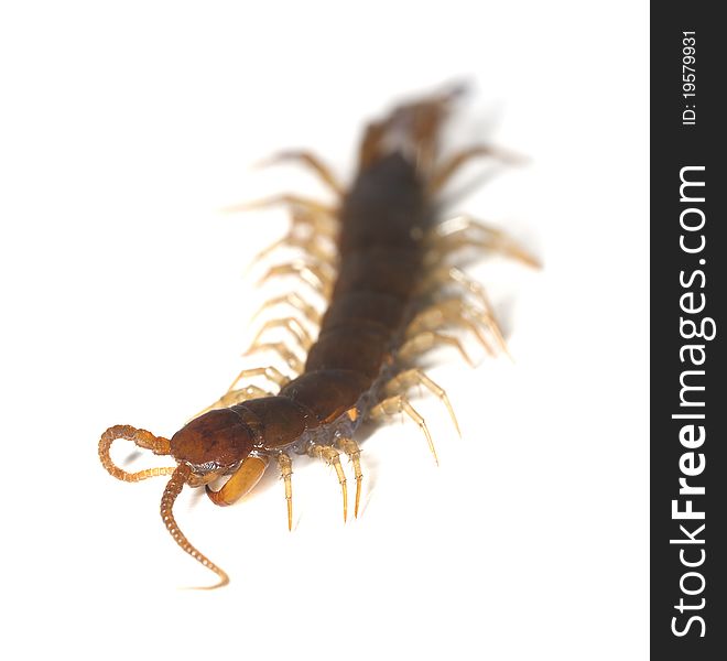 Centipede on white background, extreme close up. Centipede on white background, extreme close up