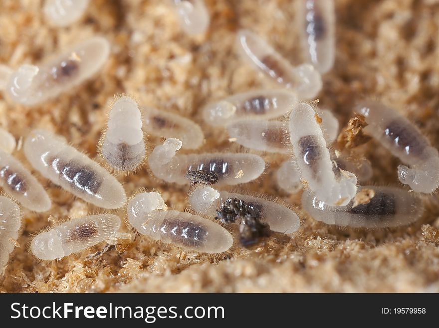 Black ant larva (Lasius niger) Extreme close up