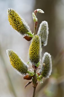 Willow Catkins Royalty Free Stock Photo Willow Catkins Royalty Free Stock Photo