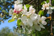 Blossoming Tree With White Flowers Royalty Free Stock Images Blossoming Tree With White Flowers Royalty Free Stock Images