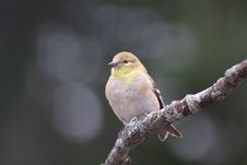 American Gold Finch Royalty Free Stock Image