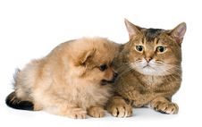 Cat And Puppy In Studio Stock Photo Cat And Puppy In Studio Stock Photo