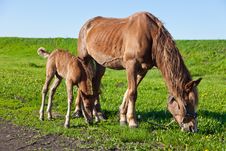 A Horse And A Foal Royalty Free Stock Photo A Horse And A Foal Royalty Free Stock Photo