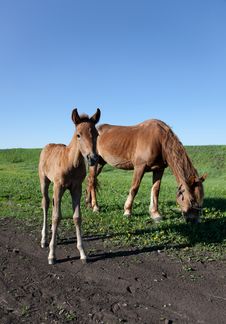 Mare And Her Foal Stock Image Mare And Her Foal Stock Image