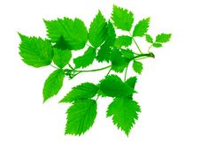 Green Sprout Raspberries Royalty Free Stock Photos Green Sprout Raspberries Royalty Free Stock Photos