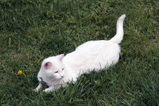 White Domestic Cat On A Field. Rural Scene Royalty Free Stock Photos