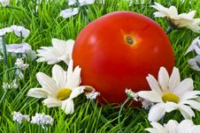 Tomato On Grass Royalty Free Stock Image Tomato On Grass Royalty Free Stock Image
