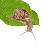Clsoe Up Of Burgundy Snail Royalty Free Stock Photo Clsoe Up Of Burgundy Snail Royalty Free Stock Photo