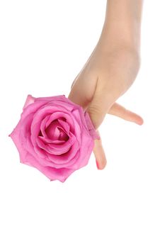 Female Hand With Pink Rose Stock Photos Female Hand With Pink Rose Stock Photos