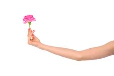 Female Hand With Pink Rose Stock Images Female Hand With Pink Rose Stock Images