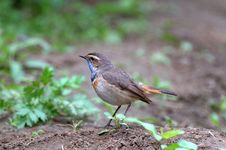 Bird In Garden Stock Image Bird In Garden Stock Image