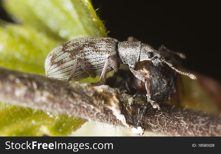 Weevil Sitting On Birch Stem