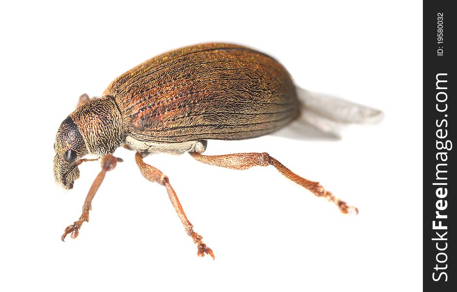 Weevil isolated on white background, extreme close up with high magnification