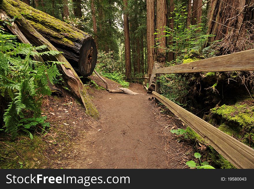 Dirt trail through the woods with bushes