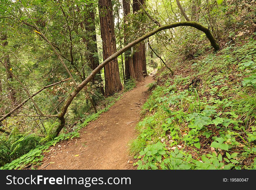 Dirt Trail Through The Woods With Bushes