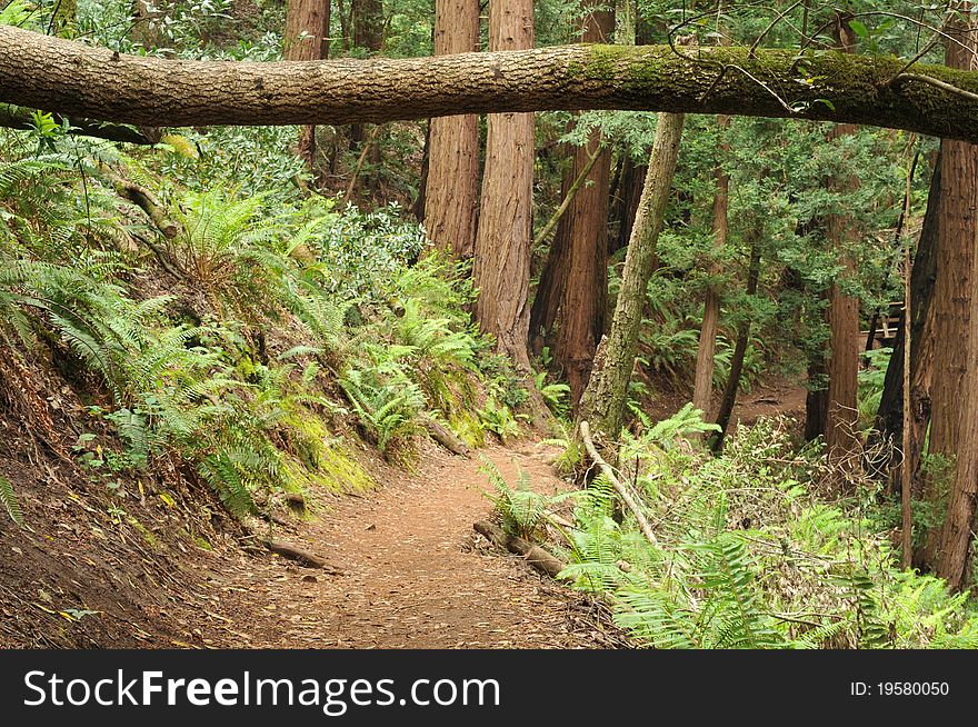 Dirt Trail Through The Woods With Bushes