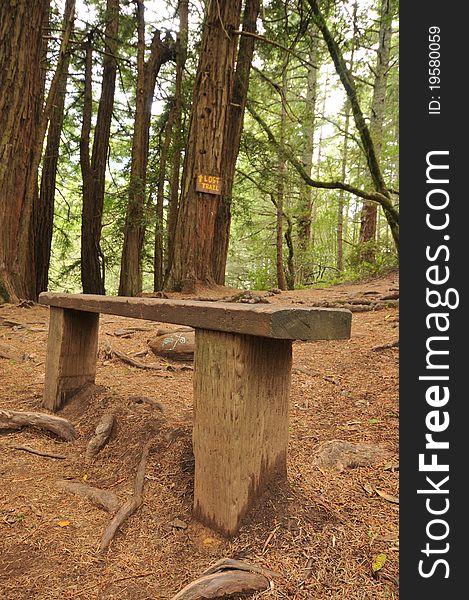 Wooden bench on a trail in the woods