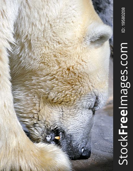 Captive Polar Bear eating fish in the zoo of Buenos Aires