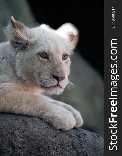 Close up photo of a young and cute white lion cub. Close up photo of a young and cute white lion cub