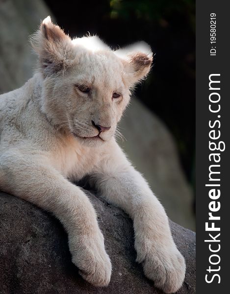 Photo of a young White Lion Cub