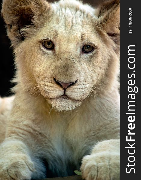 Close up photo of a young and cute white lion cub. Close up photo of a young and cute white lion cub