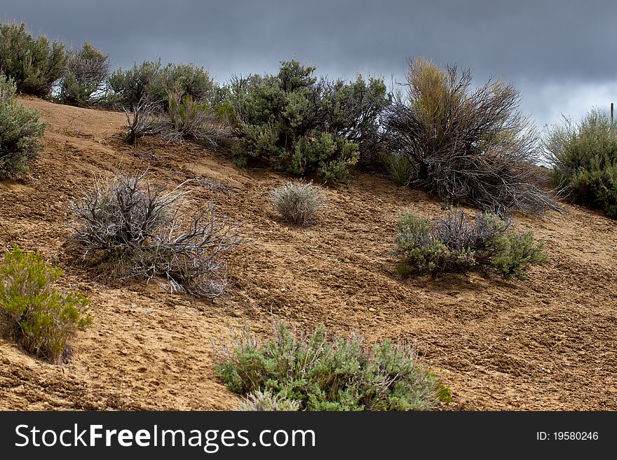 An amazing photograph of some sagebrush with a cloudy background. An amazing photograph of some sagebrush with a cloudy background.