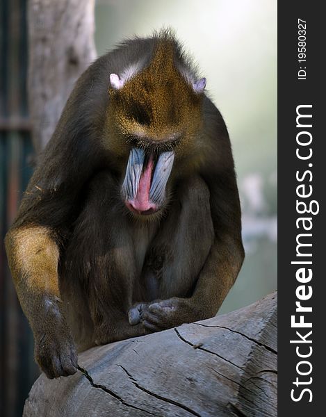Wild mandrill monkey/baboon taking it easy