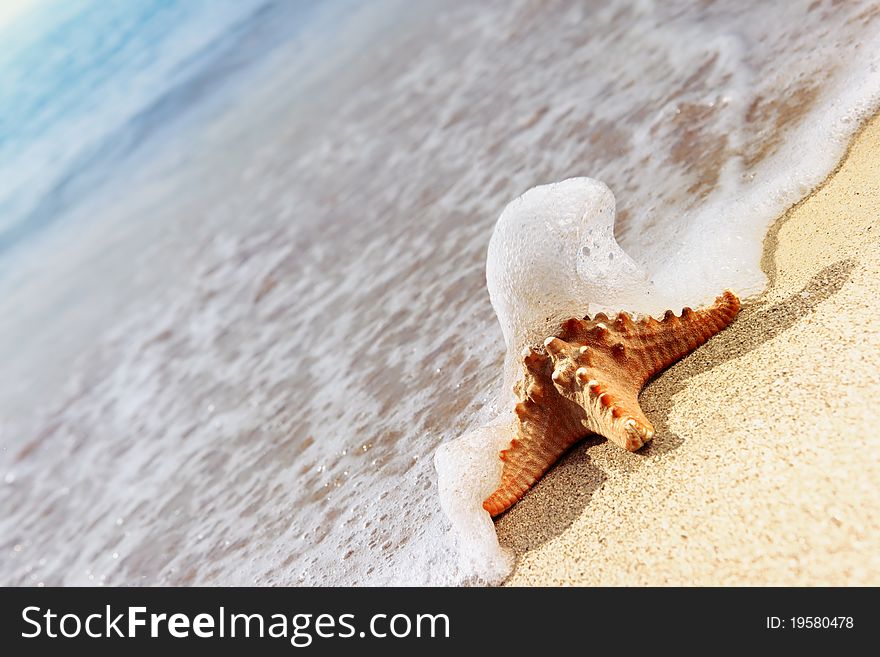 Starfish On Beach