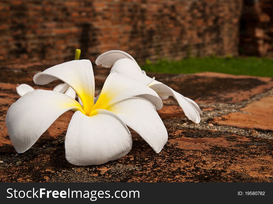 Plumeria flowers in the thai temple