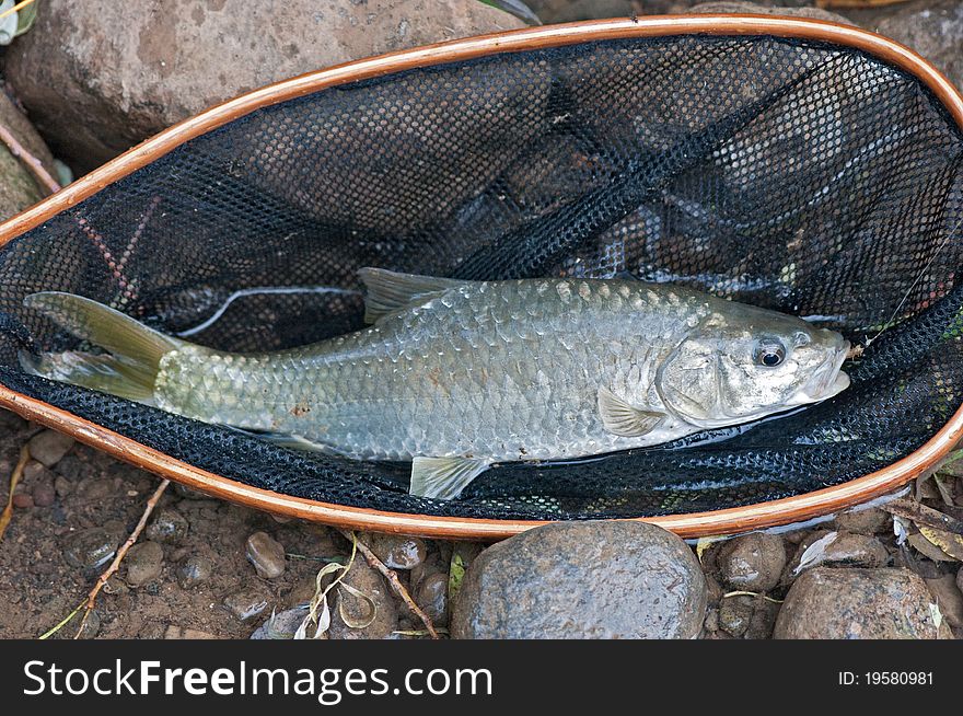 Barbel with a land net. Barbel with a land net