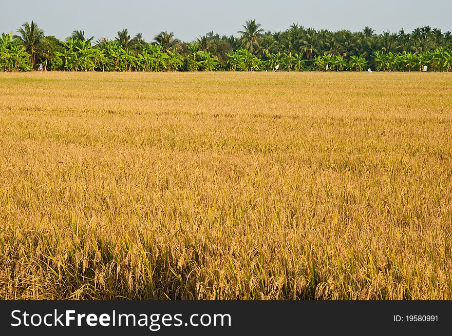 Rice Field And Trees