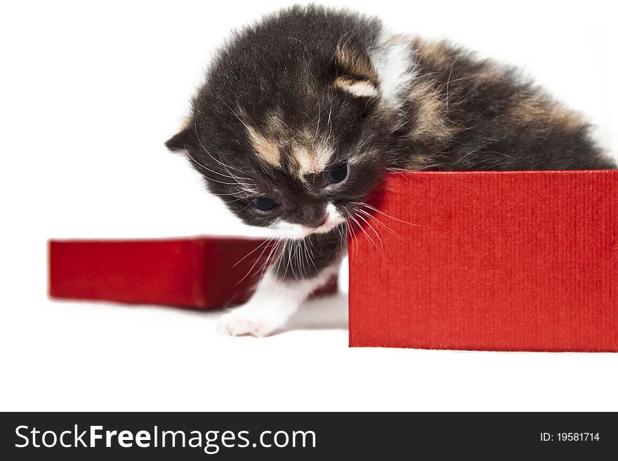 Little kitten gets out from the box. Little kitten gets out from the box