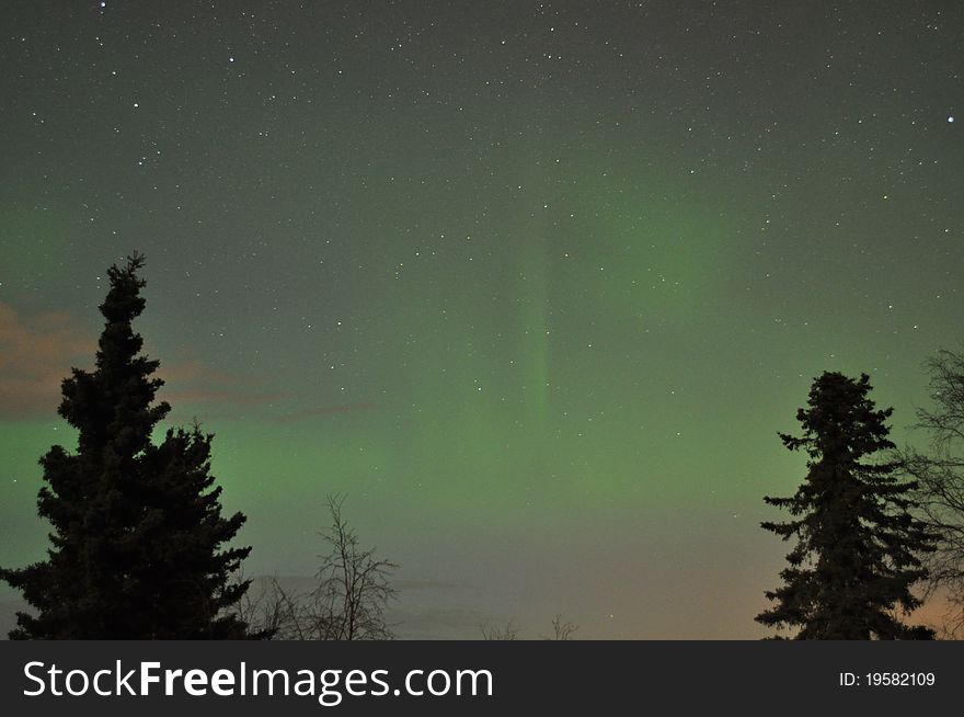 alaska spruce tree with soft green aurora on the horizon. alaska spruce tree with soft green aurora on the horizon