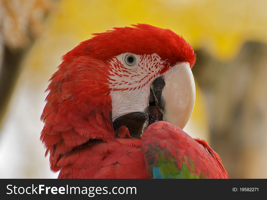 Ara Parrot in the zoo