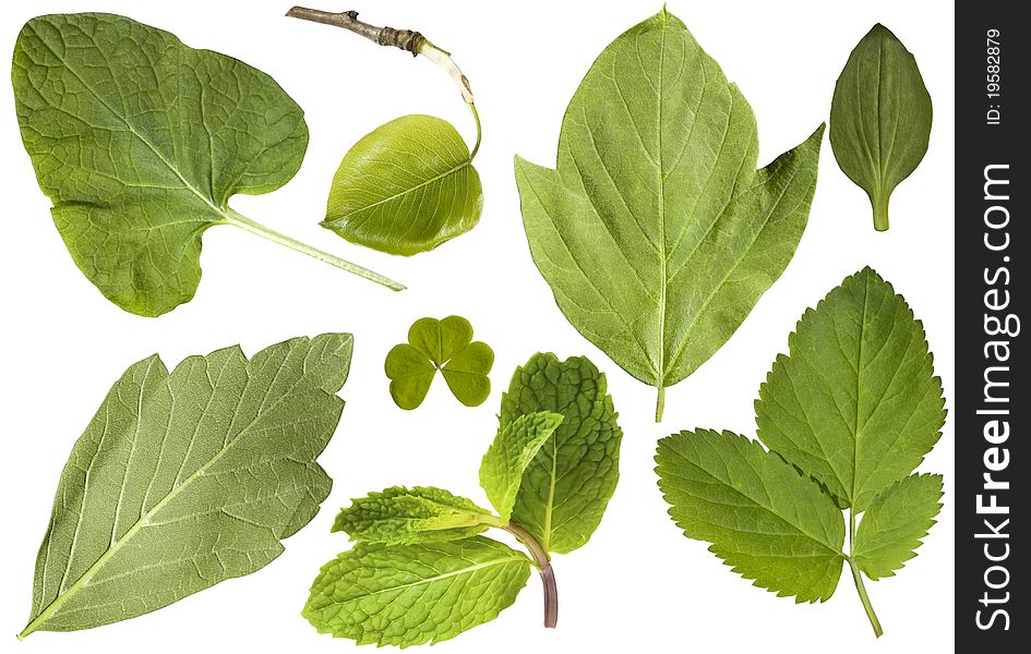 Green leaf. Set. Eight leaves isolated on a white background. Green leaf. Set. Eight leaves isolated on a white background