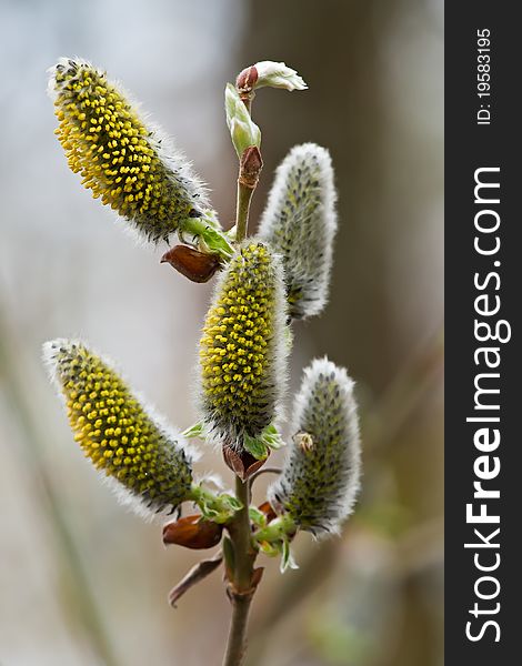 Willow Catkins