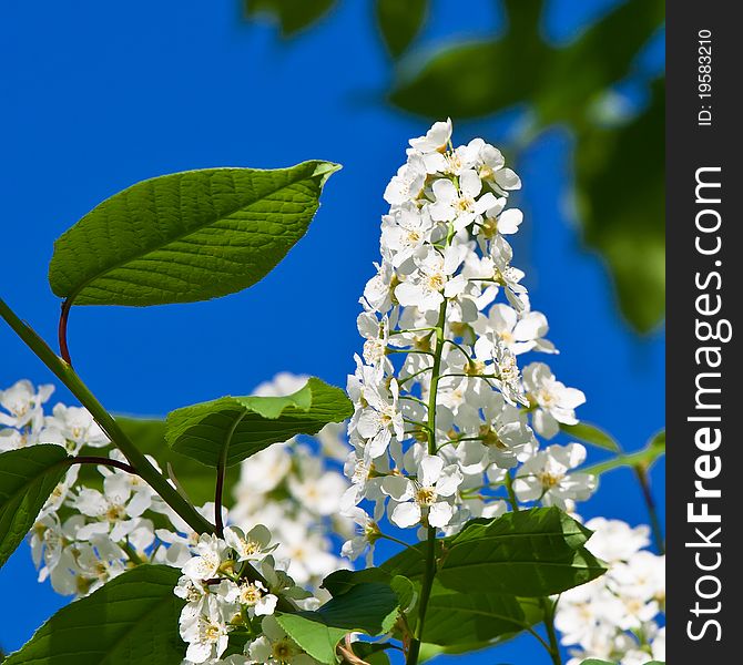 Inflorescence of a blossoming birdcherry