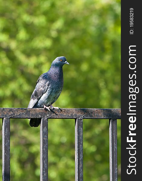 Lonly rock pigeon sitting on an iron fencing. Lonly rock pigeon sitting on an iron fencing