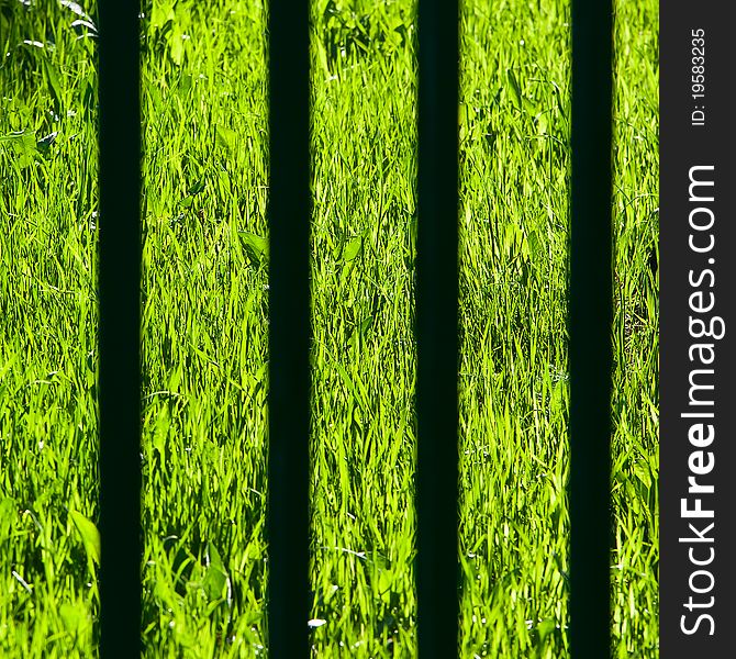 View on a green grass through fencing rods