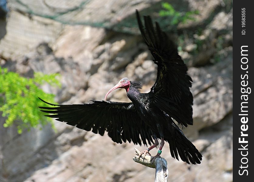 Northern Bald Ibis taking the air. Northern Bald Ibis taking the air