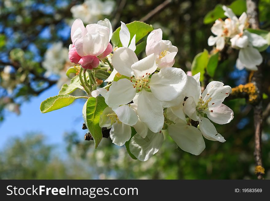 Blossoming Tree With White Flowers