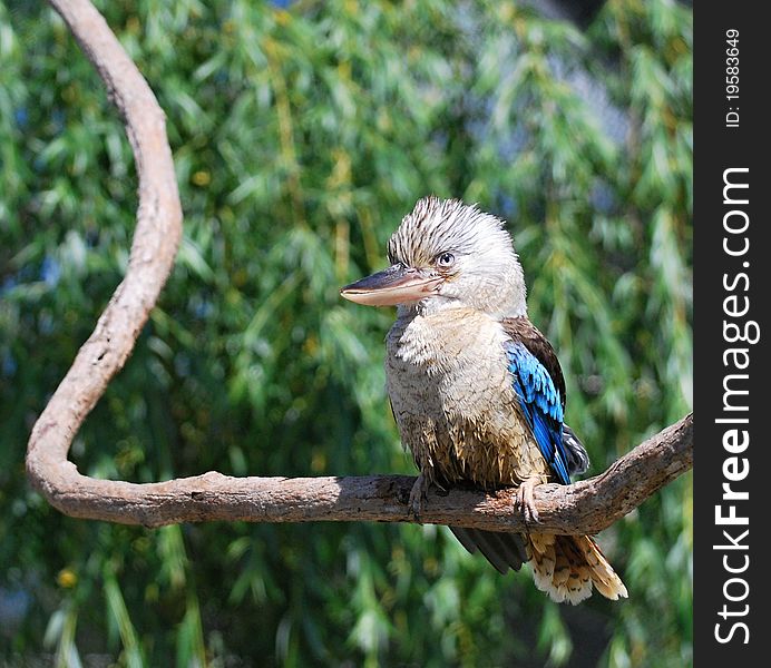 Blue-winged Kookaburra (Dacelo leachii) in captivity