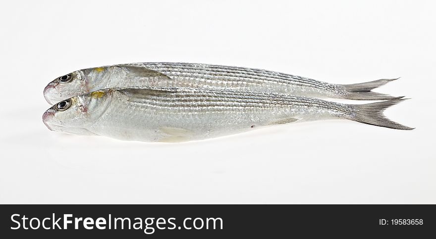 Golden grey mullet isolated on white background closeup. Golden grey mullet isolated on white background closeup