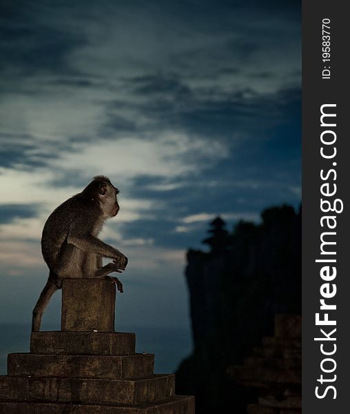 Wild monkey watching the sunset on the beach. Indonesia, Bali island.