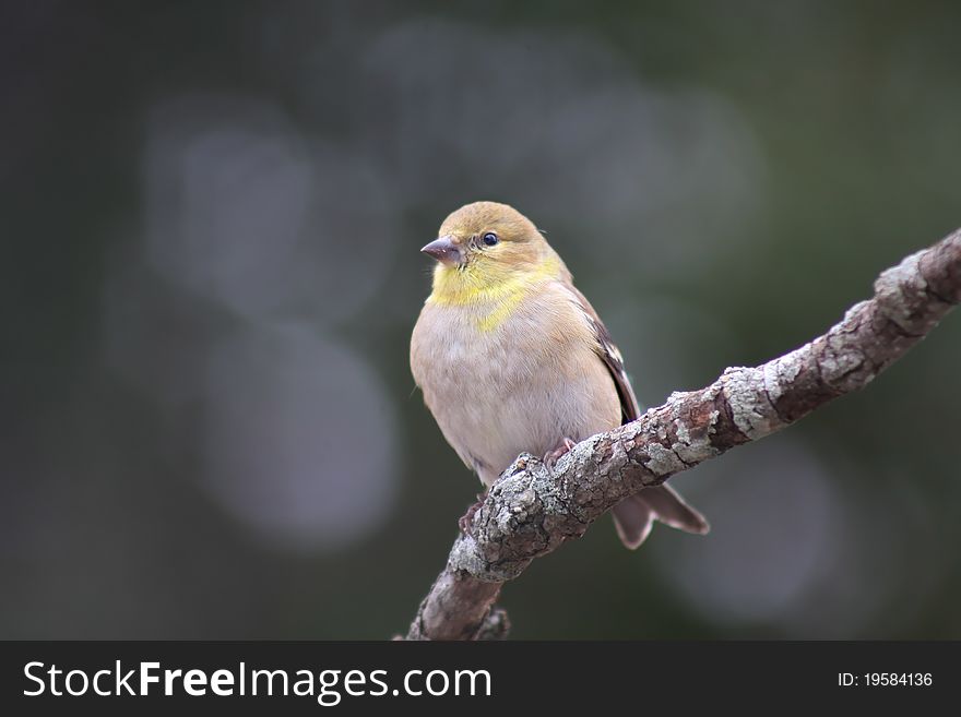 American Gold Finch Perched on a Branch
