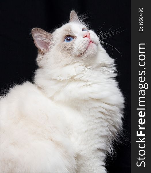 Beautiful Ragdoll Cat with Blue Eyes. Beautiful Ragdoll Cat with Blue Eyes