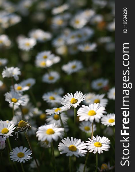 Field of small daisies in a garden, closeup