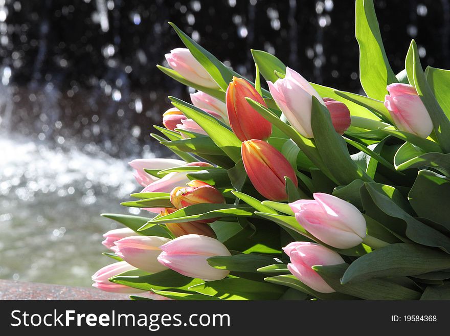 Bunch of tulips on the water background of the fountain